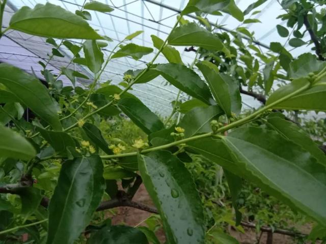 大荔冬枣几月份成熟（大荔冬枣功效与作用）