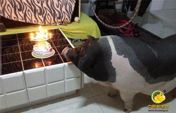 香猪到底可以长多大呢？真担心最后养成大肥猪