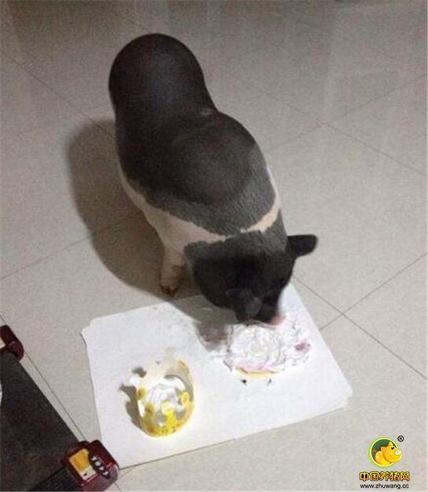 香猪到底可以长多大呢？真担心最后养成大肥猪