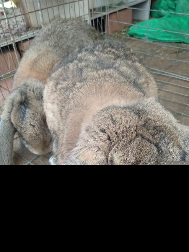 养兔赚钱吗（50只母兔一年的利润）