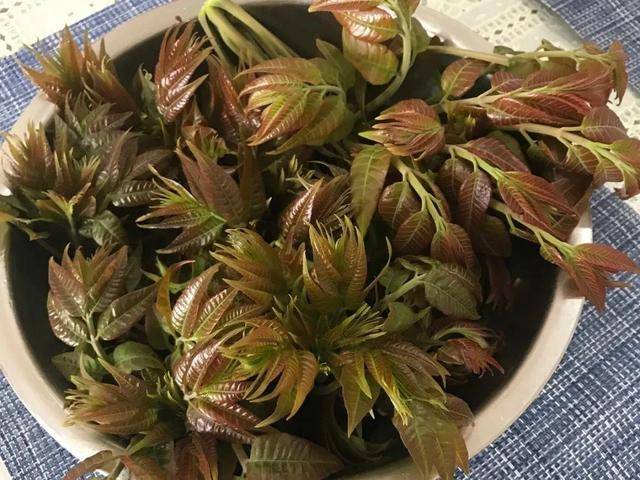 野菜有哪些常见品种(农村100种野菜图片)