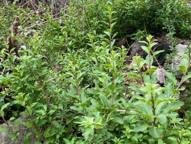 野菜有哪些常见品种(农村100种野菜图片)