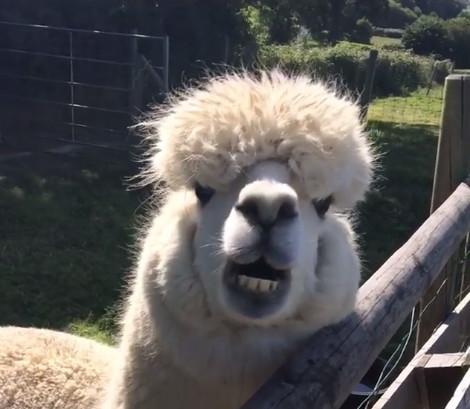 羊驼为什么叫***（羊驼为什么吐口水）