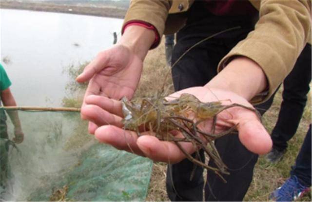 河虾怎么养才不会死(河虾养殖条件)