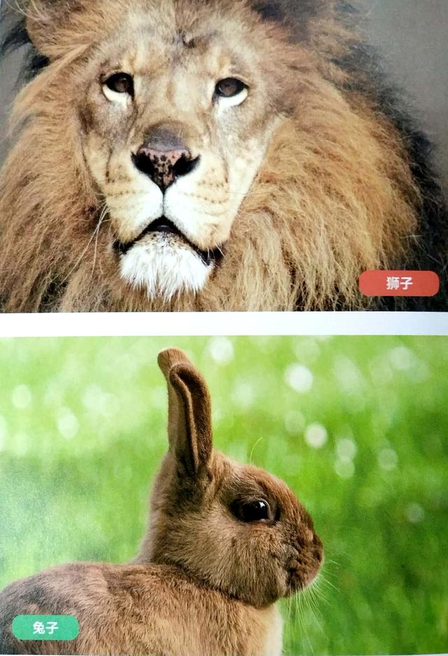 扇贝的眼睛能吃吗？扇贝的眼睛在哪？