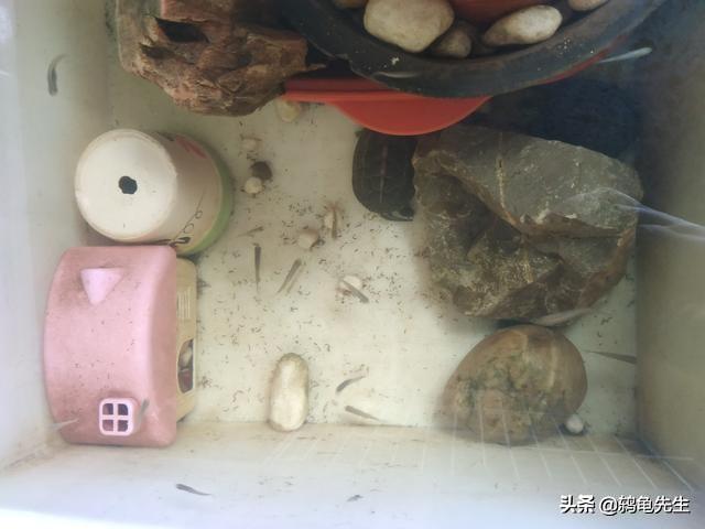 草龟怎么养更有灵性（草龟干养还是水养好）