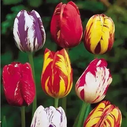 名贵花草排名(名贵花卉图片名称大全)