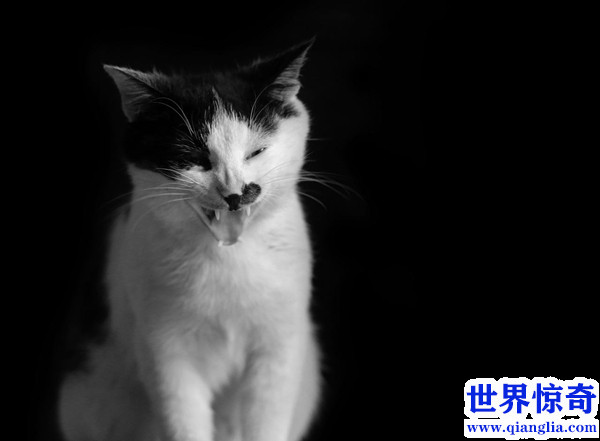 中华田园猫多少钱一只（中华田园猫价格列表）