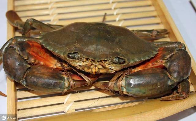 青蟹多少钱一斤（2020年2斤青蟹多少钱一斤）