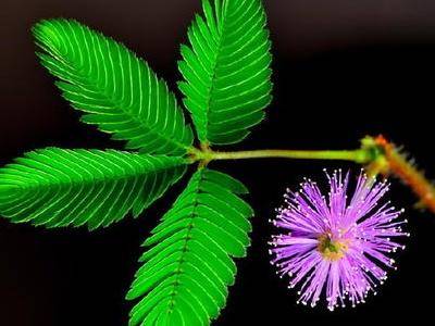 含羞草如何养（含羞草养殖方法和注意事项）