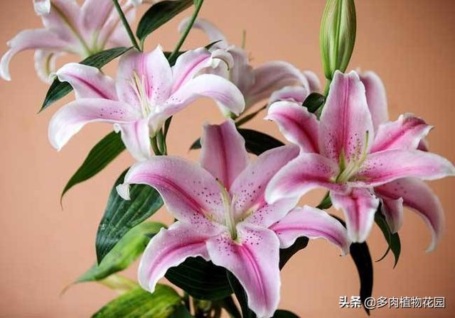 香水百合怎么养（香水百合的养殖方法和注意事项）