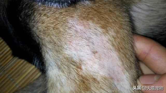 宠物驱虫不能随意 最后一个和很多宠主息息相关