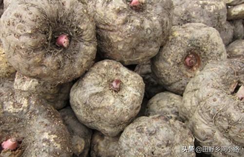 魔芋种植技术及亩产量（魔芋怎么种植产量高）