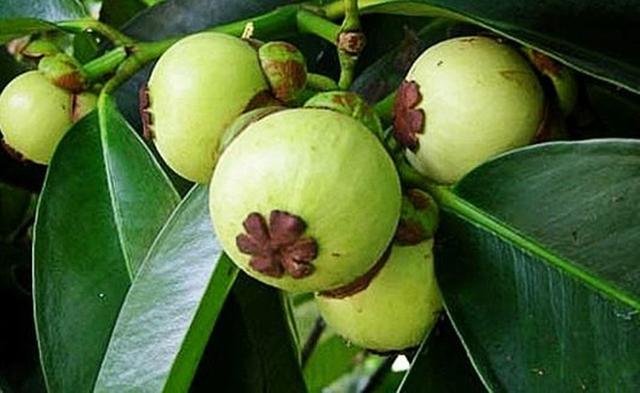 山竹怎么选（买新鲜山竹怎样选好吃）