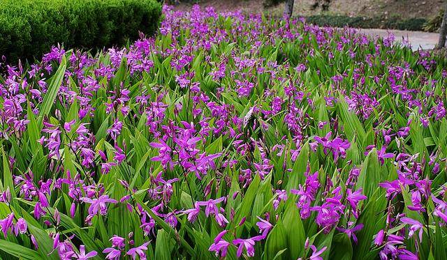 白及的作用与功效（药材白芨它的作用）