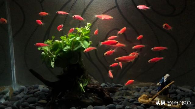 斑马鱼怎么养（斑马鱼适合裸缸养吗）