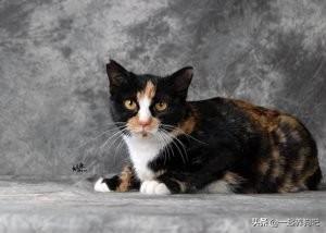 中华田园猫价格多少钱一只（中华田园猫价格列表）