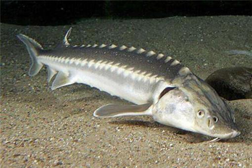 鳇鱼多少钱一斤（鳇鱼和鲟鱼有什么区别）