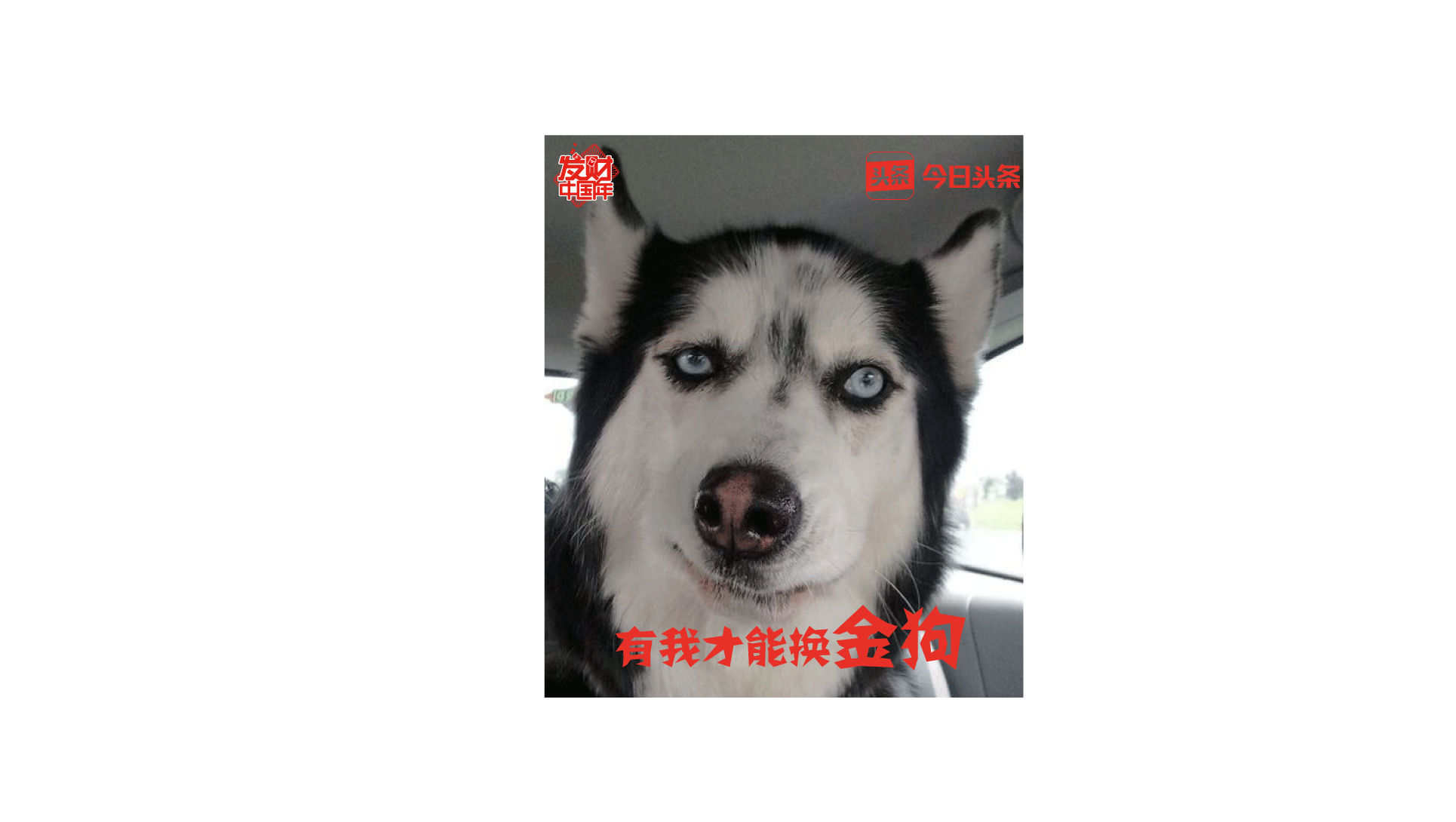 阿发狗是什么（人机大战阿法狗智能写作）