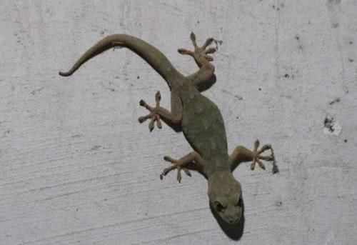 五毒之首哪个排第一(五毒大战谁活到最后)