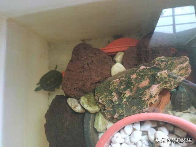 草龟怎么养更有灵性（草龟干养还是水养好）