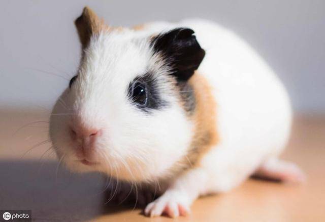 养荷兰猪的坏处（荷兰猪养一只会寂寞吗）