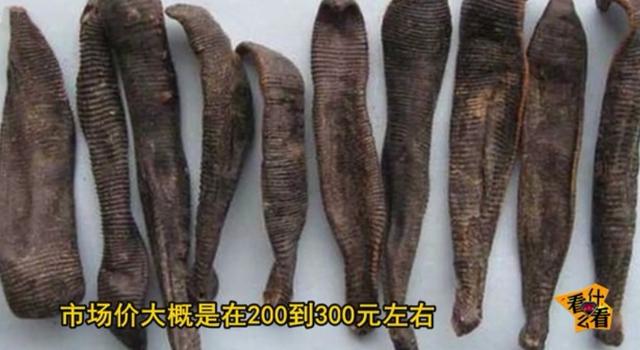 水蛭怎么吃?水蛭的功效与作用!