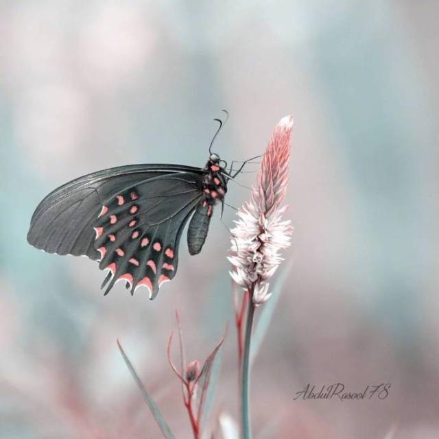 被爱的人有恃无恐(下一句上一句是什么)