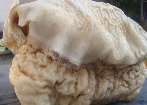 太岁是什么东西（吃活太岁的人现在怎么样了）