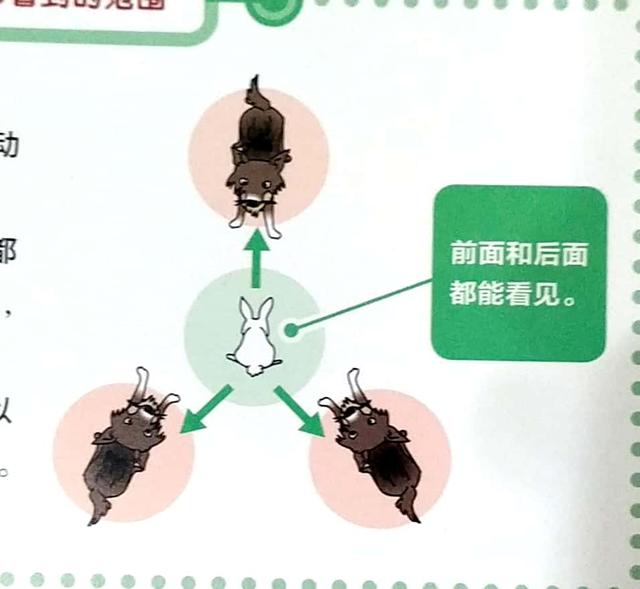 扇贝的眼睛能吃吗？扇贝的眼睛在哪？