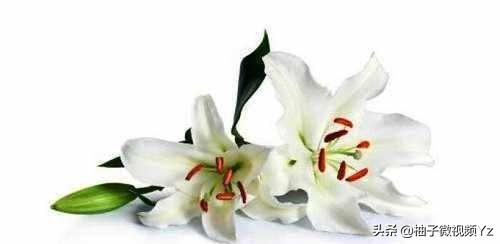 大智若愚是什么意思？大智若愚的女人很可怕！