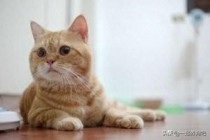 中华田园猫价格多少钱一只（中华田园猫价格列表）