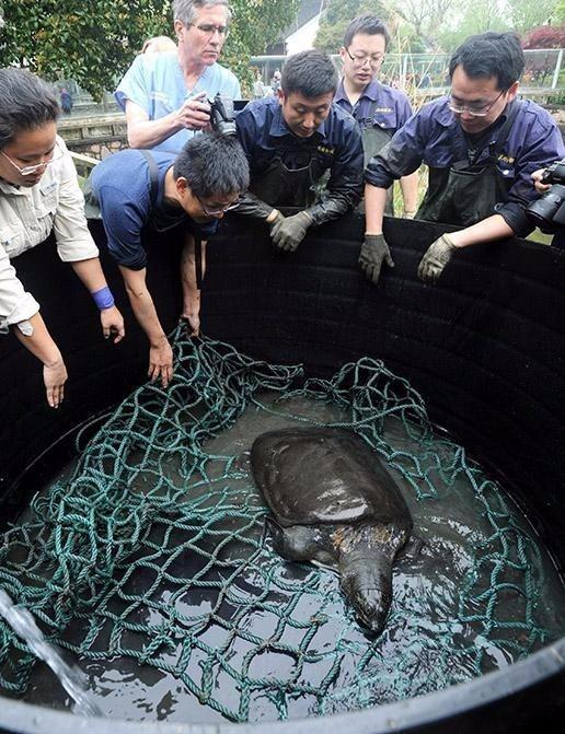 中华斑鳖灭绝了吗?中华斑鳖多少钱一只