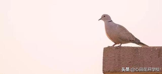 放鸽子是什么意思（被放鸽子的由来）