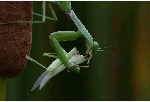 螳螂吃配偶为什么不反抗（螳螂吃掉配偶的原因）