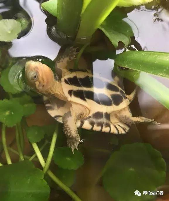 什么龟好养(十大最好养的乌龟又好看活得久)