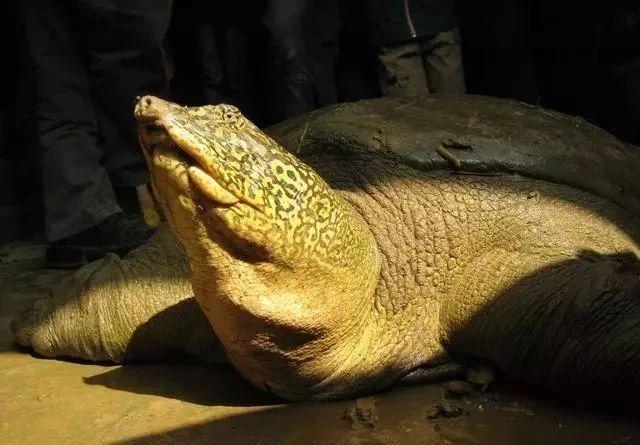 中华斑鳖灭绝了吗?中华斑鳖多少钱一只