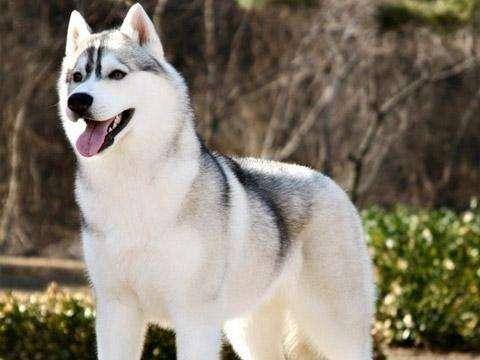 哈士奇什么颜色最贵（梦幻色哈士奇很稀有吗）