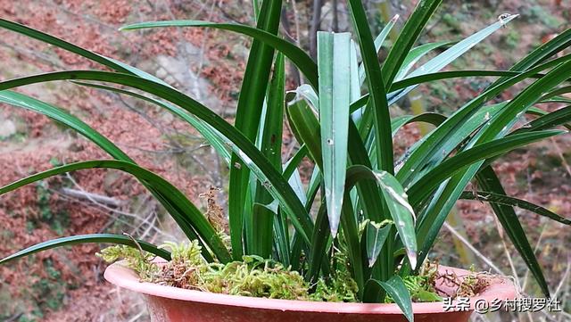 松树皮种兰花需加土吗_松树皮种兰花的方法