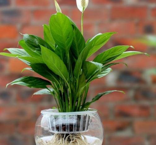 一帆风顺水培养殖方法（水培一帆风顺营养液有哪些）