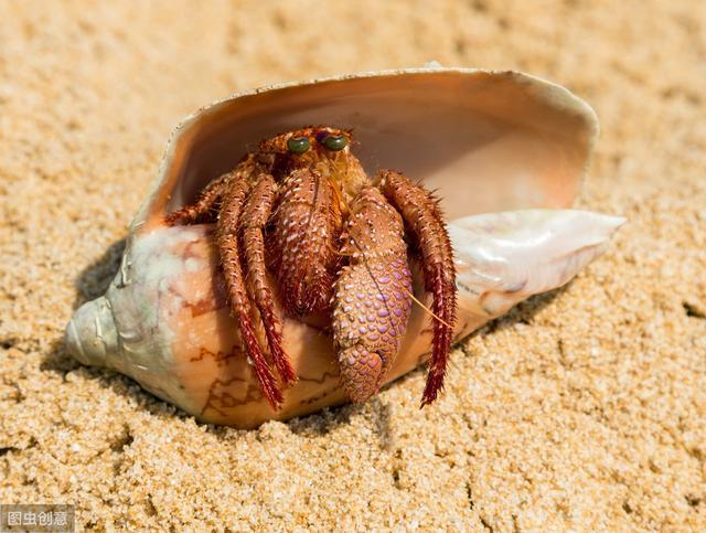 寄居蟹见过吗？那纯野生的呢？