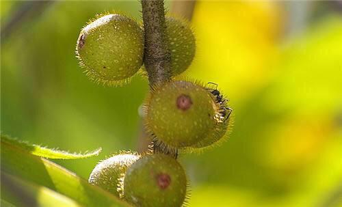 毛桃根多少钱一斤(毛桃根的功效与作用)