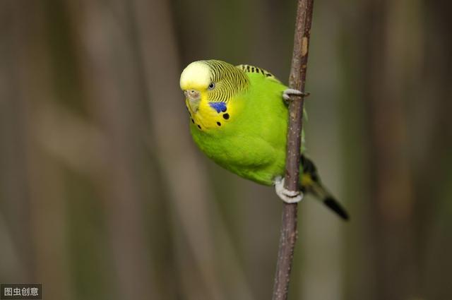 鹦鹉吃什么食物（家养鹦鹉吃什么食物最好）