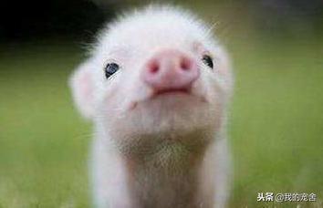 正宗小香猪多少钱一只？看清楚再买可别被忽悠啦