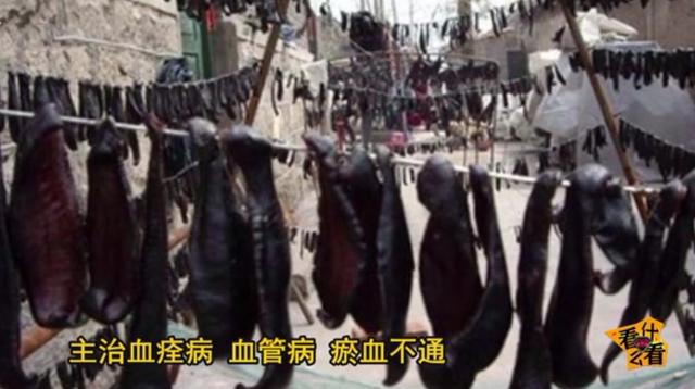 水蛭怎么吃?水蛭的功效与作用!