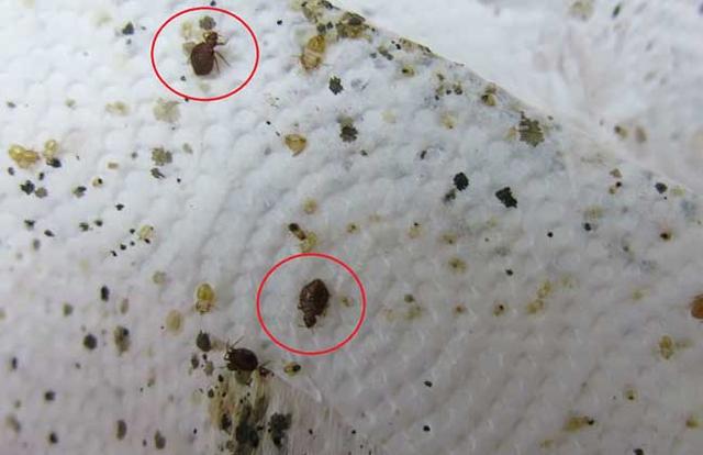 被臭虫咬的症状图片（被臭虫咬了擦什么药）