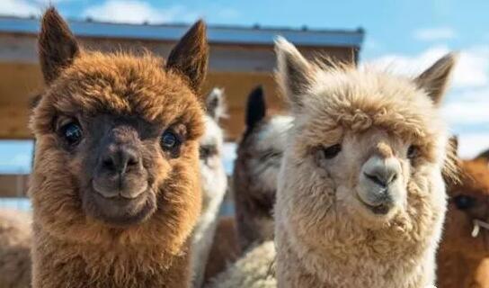 羊驼怎么叫(羊驼叫声是什么样子的)