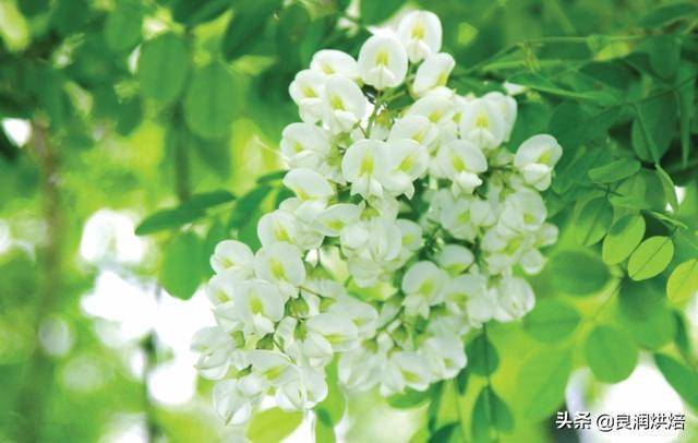 槐花怎么做好吃(槐花怎么吃好吃又简单)