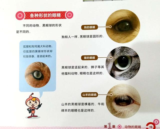 扇贝的眼睛能吃吗？扇贝的眼睛在哪？