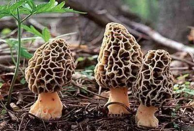 羊肚菌一斤多少钱（目前羊肚菌最新价格）